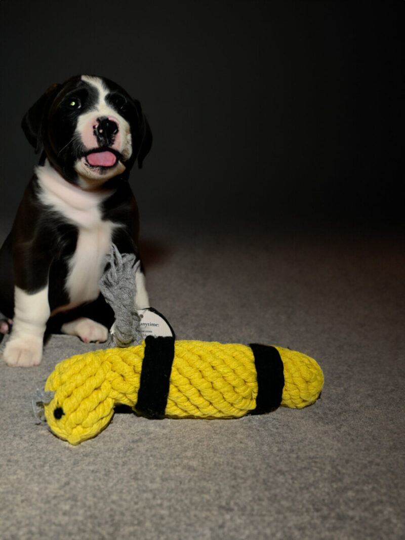 Bee Rope Dog Toy by Lily Anne